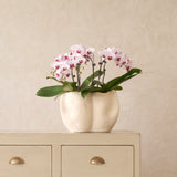 Sanguli Vase | Cream - Originals Furniture