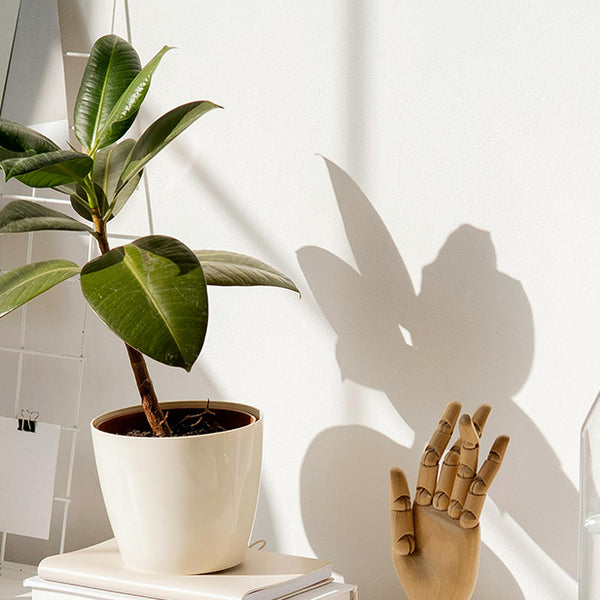 5 Best Indoor Plants | Find the Perfect Houseplant for Your Home   Originals Furniture